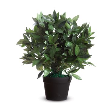 ALCO Pianta ornamentale LAURO H50cm